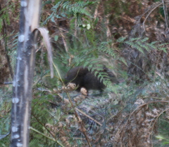 Potorous tridactylus