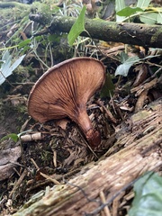 Agaricomycetes