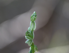 Pterostylis smaragdyna