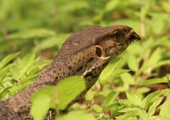 Varanus bengalensis