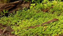 Varanus bengalensis