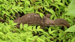 Varanus bengalensis