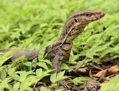 Varanus bengalensis