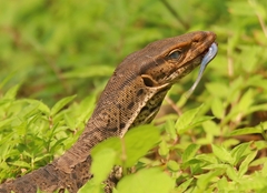 Varanus bengalensis