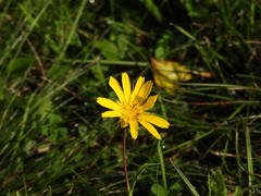 Tragopogon orientalis