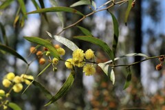 Phyllodineae
