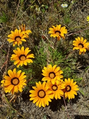 Gazania pectinata