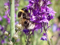 Bombus hortorum