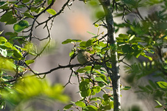 Betula pubescens pumila