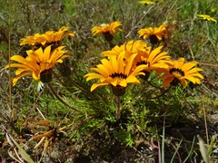 Gazania pectinata