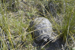 Stigmochelys pardalis