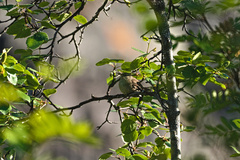Betula pubescens pumila