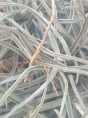 Tillandsia streptocarpa