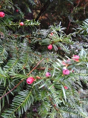 Taxus baccata