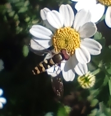 Meliscaeva auricollis