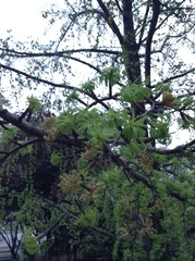 Pseudolarix amabilis