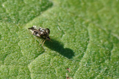 Cochlochila conchata