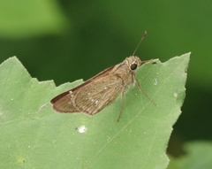 Borbo cinnara