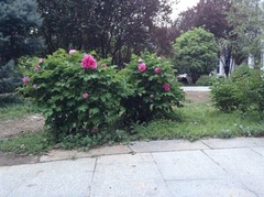 Paeonia × suffruticosa