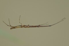 Tetragnatha hasselti