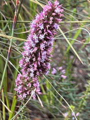 Andersonia caerulea