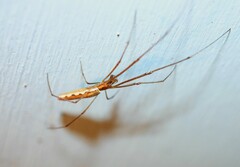 Tetragnatha