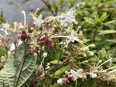 Clerodendrum