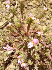 Stylidium recurvum