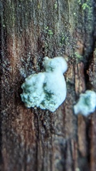 Trichoderma viride