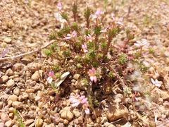 Stylidium recurvum