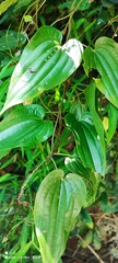 Stemona tuberosa