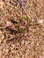 Stylidium recurvum