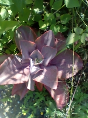 Echeveria gibbiflora
