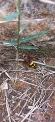 Scolia picteti