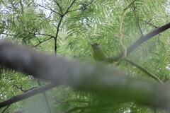 Pachyramphus viridis