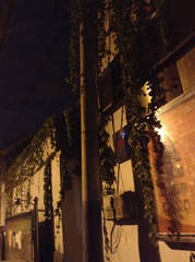 Parthenocissus tricuspidata