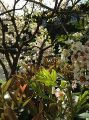 Xanthoceras sorbifolium