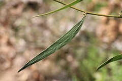 Phyllodineae
