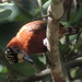 Chestnut Piculet - Photo (c) Juan Felipe Restrepo Mesa, some rights reserved (CC BY), uploaded by Juan Felipe Restrepo Mesa