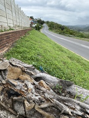 Acanthocercus atricollis