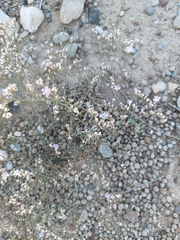 Caryophyllales