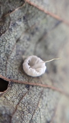 Mycena tenerrima