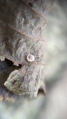 Mycena tenerrima