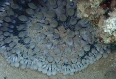 Heteractis crispa