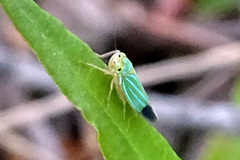 Chlorogonalia