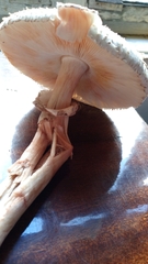 Chlorophyllum rhacodes