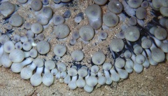 Heteractis crispa