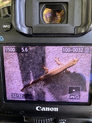 Lygodactylus capensis