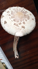 Chlorophyllum rhacodes