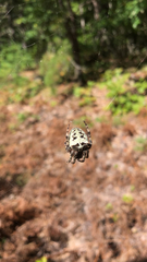 Araneus bicentenarius
